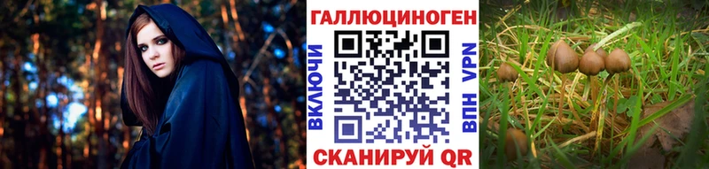 Псилоцибиновые грибы GOLDEN TEACHER где купить наркоту Кувандык